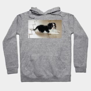 cavalier king charles spaniel black and white puppy Hoodie